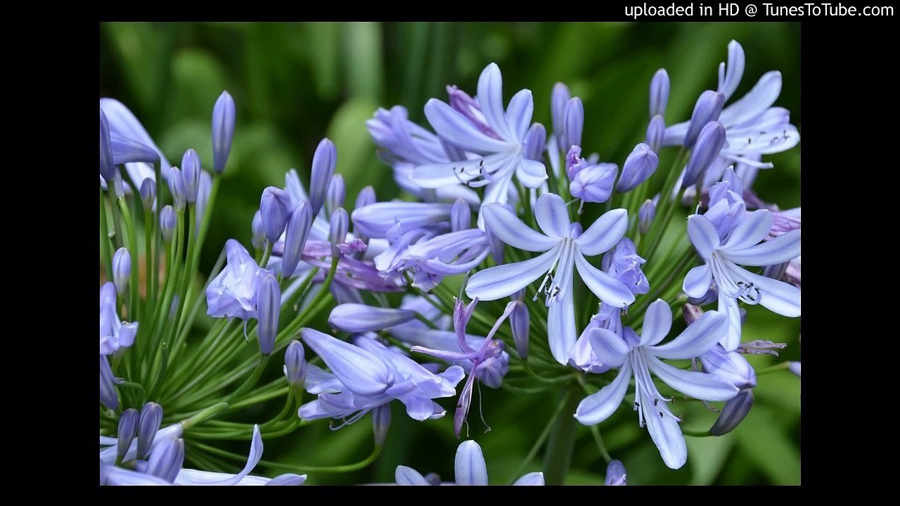 I Lift My Soul (Psalm 25)