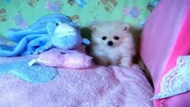 초귀여운개들 모음➤cute dog videos for children➤Ep.1