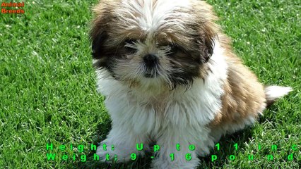 Top 10 Small Lap Dog Breeds