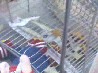 Le vol du caddie tunning