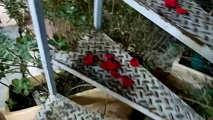 Quand ta copine te fait une surprise pour la St-Valentin