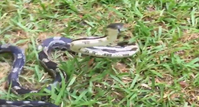 Une femme s'amuse à embêter un serpent