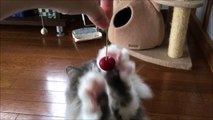 Ce chat essaye de caresser une cerise sans l'abîmer.. Tellement mignon