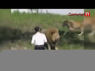 Dehşet dolu anlar... Aslanların arasına tek başına daldı