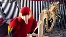 FUNNY PARROTS ★ BEST Talking Parrots in the World (HD) [Funny Pets]