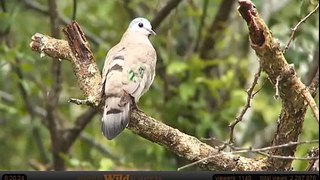 Feb 28 WildEarth Safari AM Drive: Emerald Spotted Wood dove