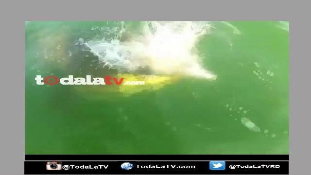 Un Mero Guasa gigante se come a un tiburón de un bocado mientras hombre lo pescaba-Video