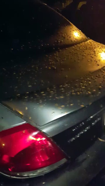 Invasion de cafards... Cauchemardesque!