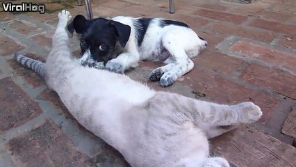 Cette maman chat allaite ce chiot orphelin... Trop mignon