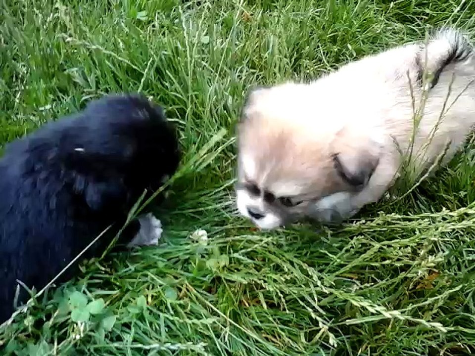 Chiots Epagneuls du Tibet - 6 semaines