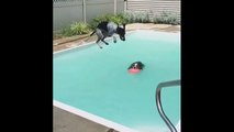 Chien saute sur un autre chien dans une piscine