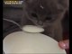 Tatlı Tatlı Sütünü İçen Yavru Kedi