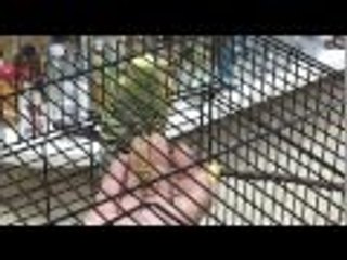 Domesticando a mis Periquitos : Dia 2