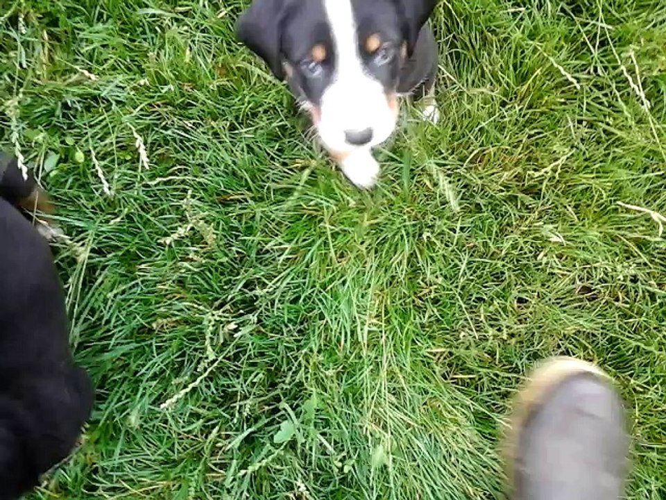 Chiots Appenzell - 6 semaines - Gally x Gamiro