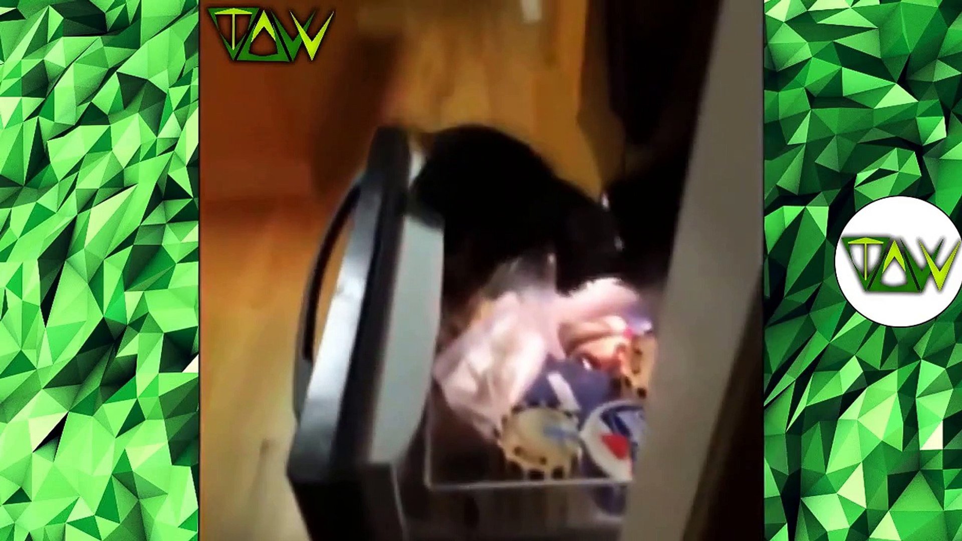 ⁣Pets and Animals Vine Compilation 2015 - Viral Pets & Animals Vines