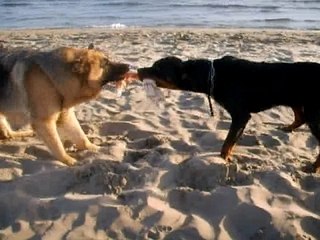 rott contre berger allemand