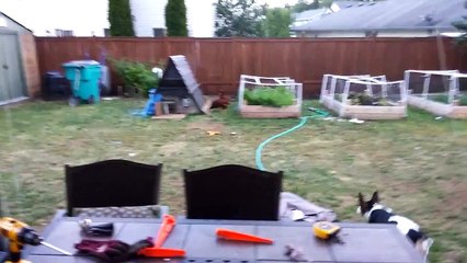 Dog vs angry chicken