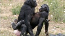 Gorilla Mating - Mountain Gorilla - BBC