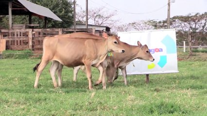 LOTE 26 - LEILÃO VIRTUAL ESTÂNCIA JOÃO LUIS