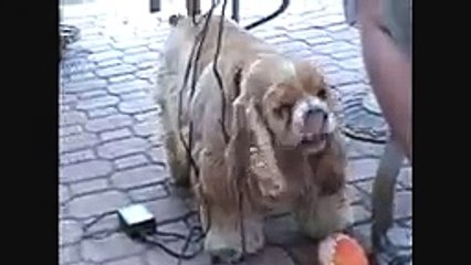 Talking Dog gone crazy! Funny shizney