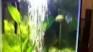 29 gallon freshwater plant aquarium