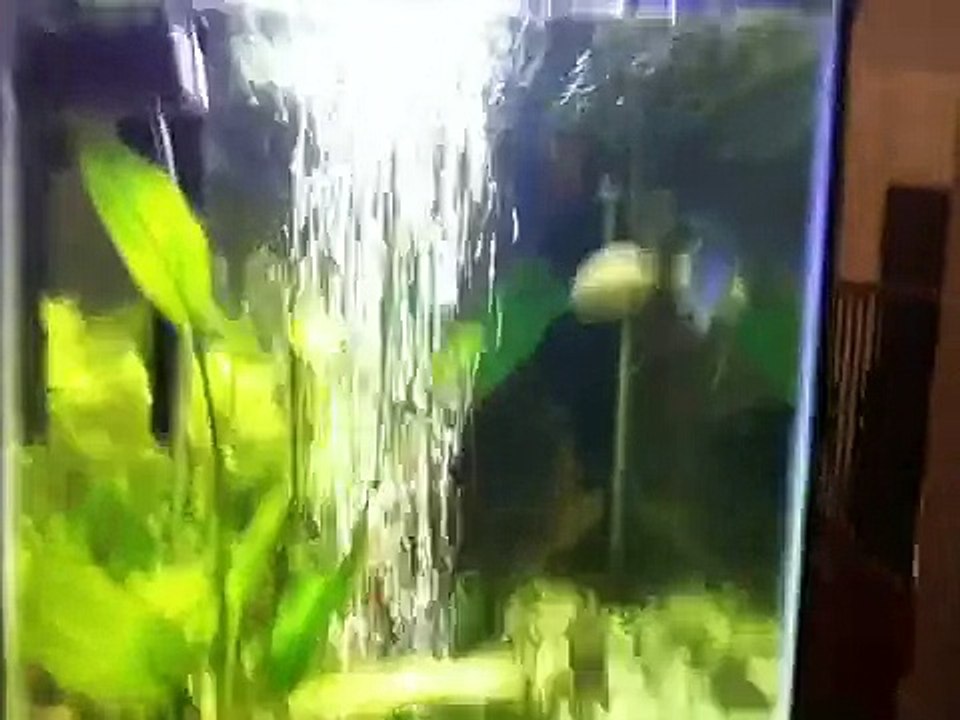 29 gallon freshwater plant aquarium