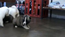 cachorros de 27 días akitas puros ( venta )