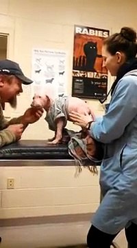 Sa Réaction Est Impressionnante,quand ce chiot pitbull voit son maître qui l'a sauvé - vidéo Dailymotion