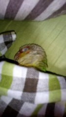 Sleep on futon Parakeet
