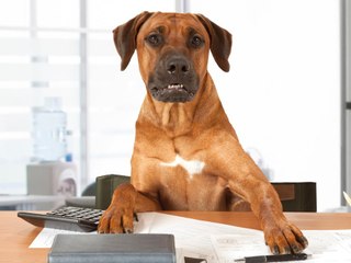 Bring Your Dog to Work: 3 Barking Good Benefits