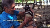 Ce pingouin nage 8000 km chaque année pour revoir l’homme qui lui a sauvé la vie - vidéo Dailymotion