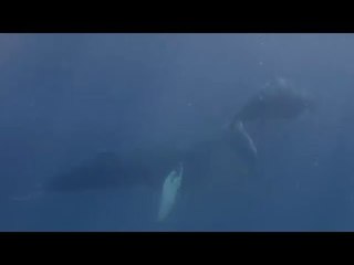 Diver Gets Close-Up Footage of Humpback Whales