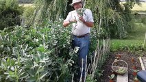 First Crop Of Broad Beans Graham's Kitchen Garden Bradavin Cottage