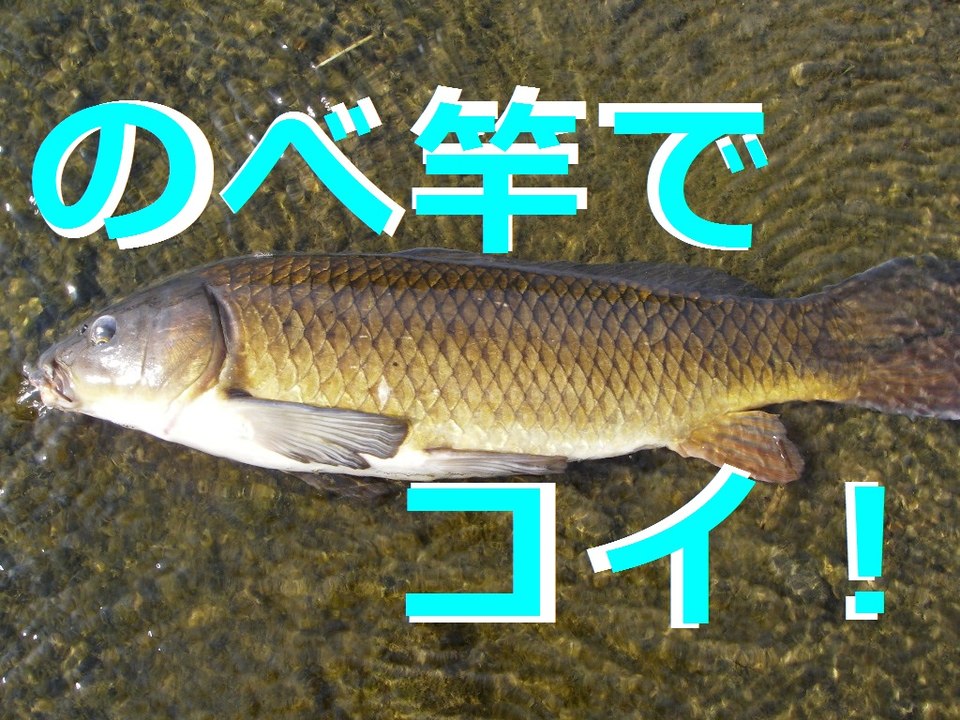 Catching a Big Carp with Reelless Rod!!   リールのない竿で大物コイをゲット！　　Pegar um Carpa Grande sem Reel