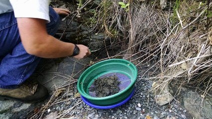 Gold Panning in an old Gold Rush creek.