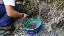 Gold Panning in an old Gold Rush creek.