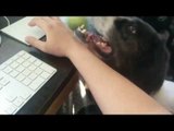Man Shares Creative Way to Keep Dog Amused While Working