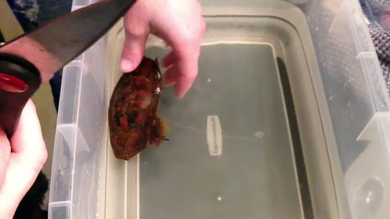 Just watch what happens when this guy starts cutting away at a weird-looking object with some scissors