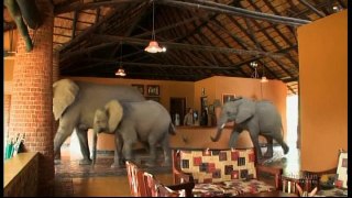 Elephants In The Room