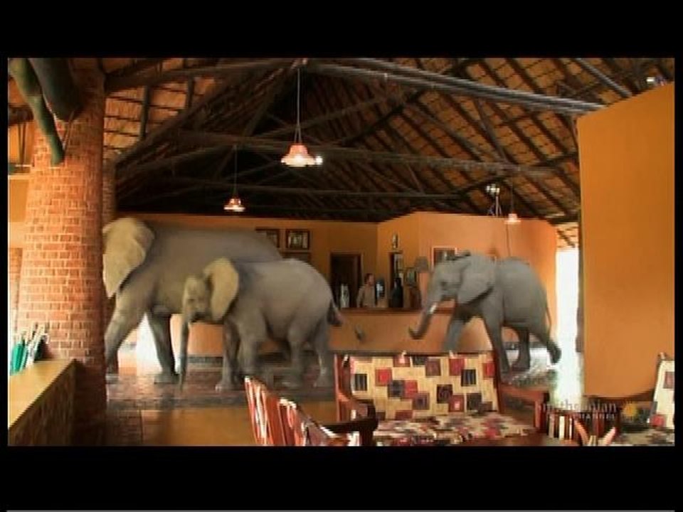 Elephants In The Room