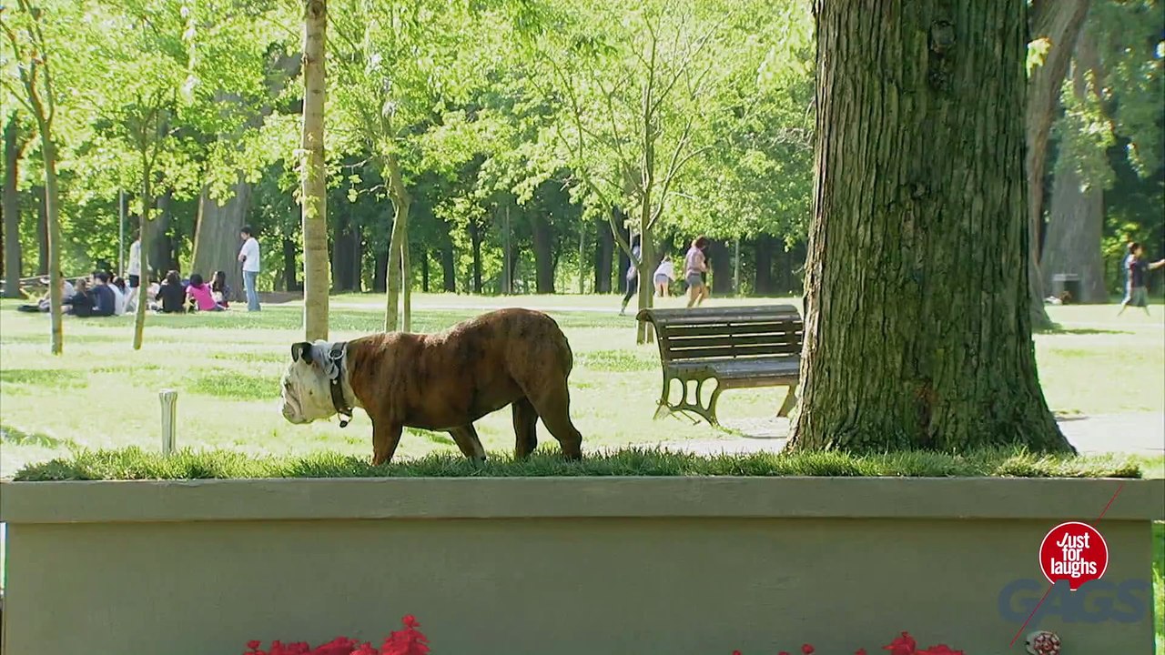 Dogs Get Pranked! - Best of Just for Laughs Gags