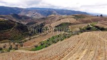 The Alto Douro Wine Region (The Harvest) - Stock Footage | VideoHive 15577252