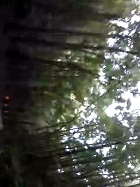 Dec  25, 2012   Man Made Forest, Bohol