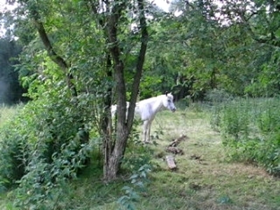Lupin vient  faire un face caméra