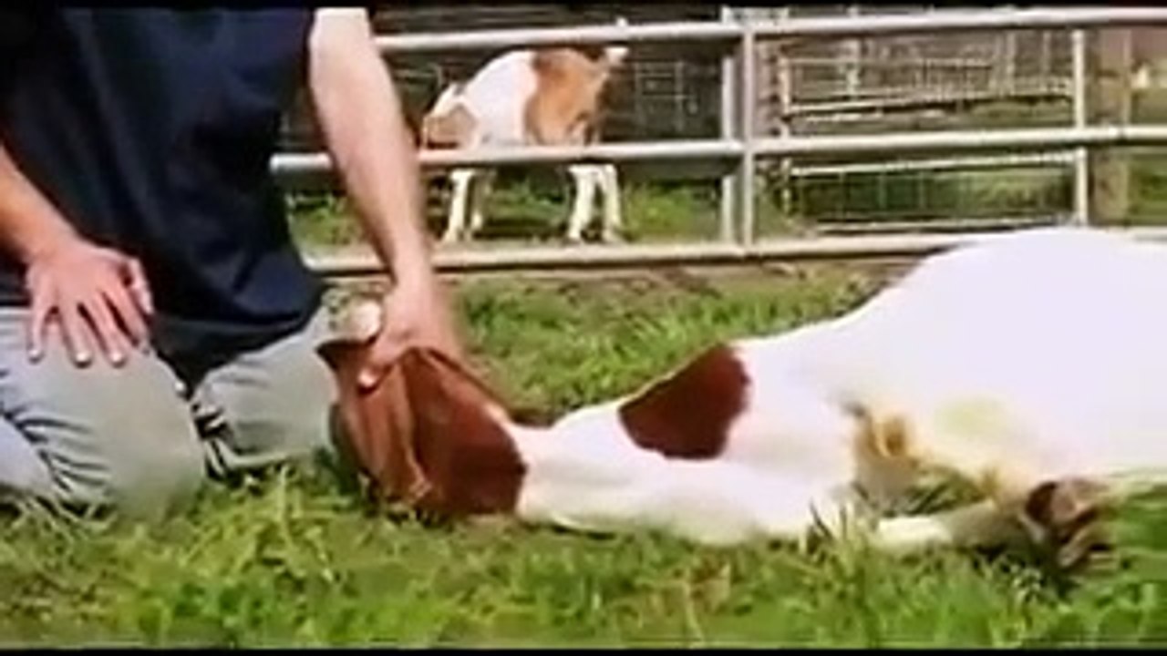 Qurban In Islam must watch all muslims