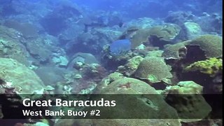 Great_Barracudas-West_Bank_2-2006.09.15-2048KBs.mp4