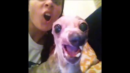 Pet and Animal vine compilation  - funny animals