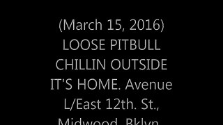 LOOSE PITBULL CHILLIN OUTSIDE IT'S MIDWOOD HOME. COPS CALLED.