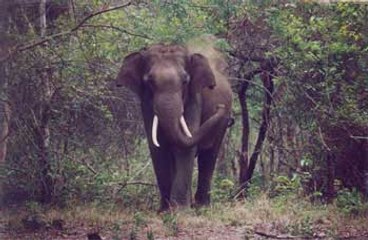 สารคดี แดนพิศวง ตอน นครคชสาร ความลับป่าอินเดีย l Secrets Of Wild India