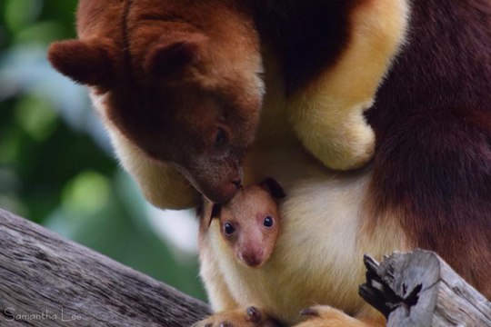 Mian, le bébé kangourou arboricole du Zoo de Perth (Australie)